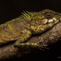 <i>Calotes desilvai</i> Bahir & Maduwage, 2005